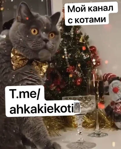 коты никиты by @fStikBot - 