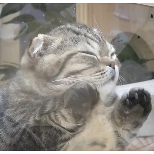 Sticker nikitacats_by_fStikBot - 1