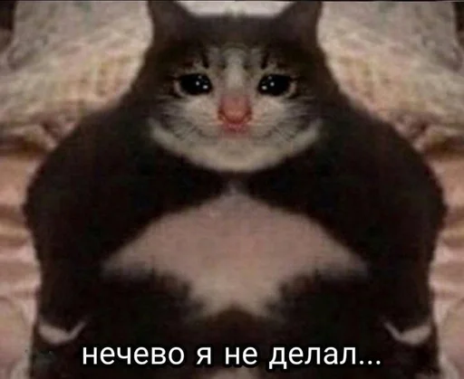 Sticker nikitacats_by_fStikBot - 1