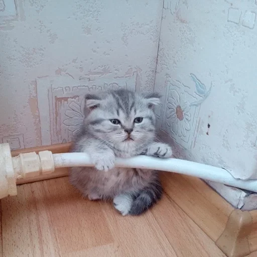 Стикер коты никиты by @fStikBot - 8