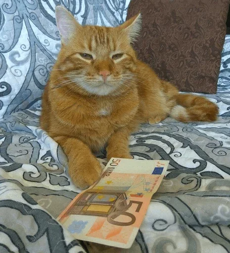 Стикер коты никиты by @fStikBot - 3