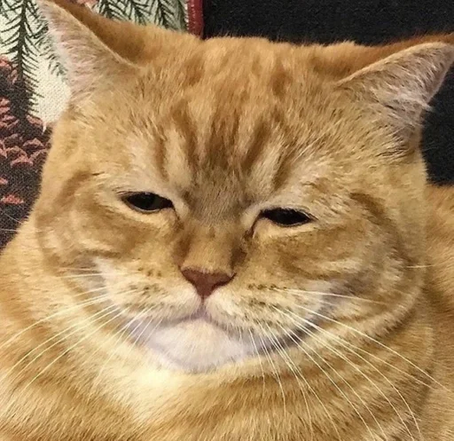 Стикер коты никиты by @fStikBot - 1