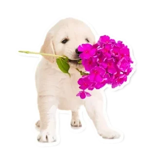 Стикер @lovemenisa - 10