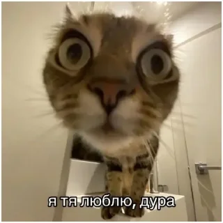 Sticker 💕 Стики тут: @Stickersloving - 7