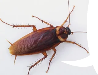 Sticker /nnchat/ - 1