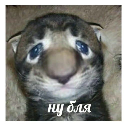 M D A жана hardbass❤️ - animal