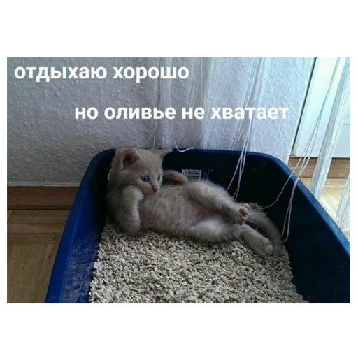 animal mammal indoor