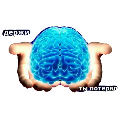brain