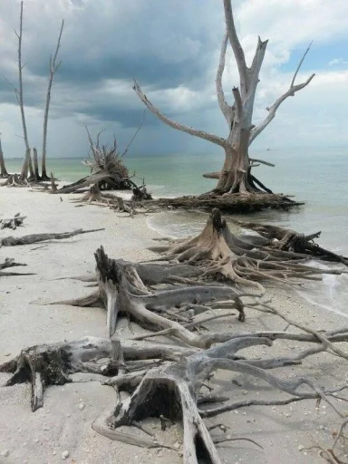 Стикер noctiferKKK_by_TgEmodziBot - 1