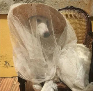 Sticker 🫧𓇼𓏲*ੈ✩‧₊˚🎐 @TgEmodziBot - 3