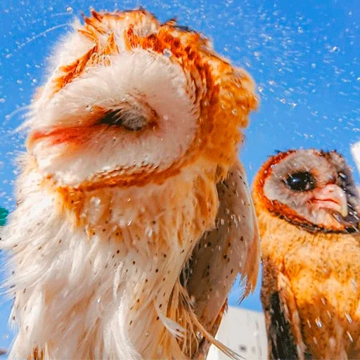 Стикер nonsense_owl - 1