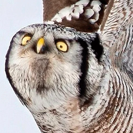 Sticker nonsense_owl - 1