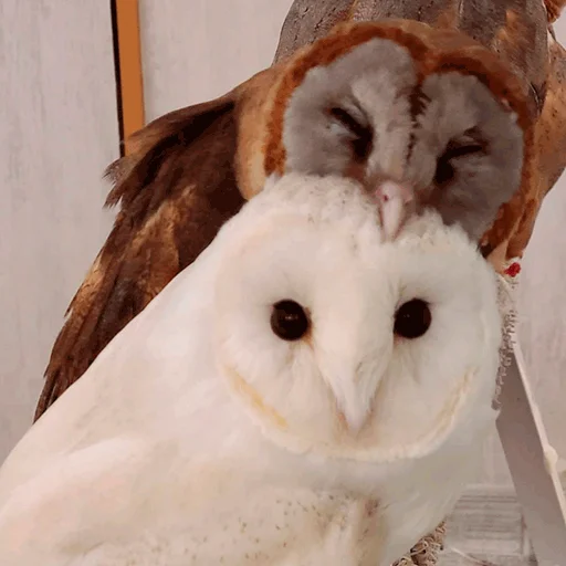 Стикер nonsense_owl - 1