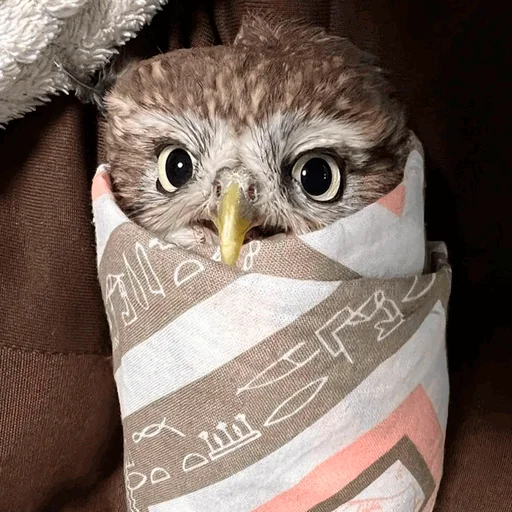 Sticker nonsense_owl - 1