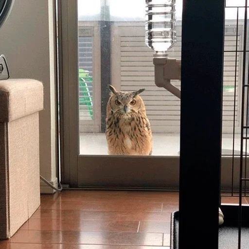 Sticker nonsense_owl - 1