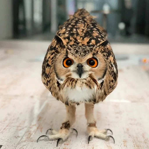 Sticker nonsense_owl - 1