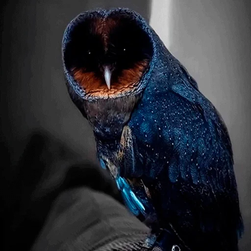 Sticker nonsense_owl - 1