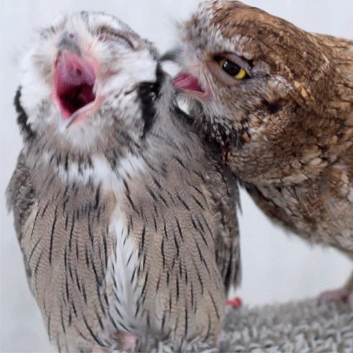 Sticker nonsense_owl - 1