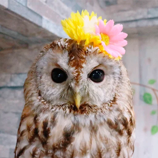 Sticker nonsense_owl - 1