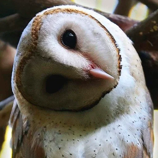 Sticker nonsense_owl - 1