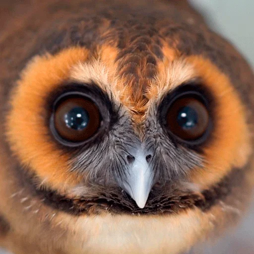 Sticker nonsense_owl - 1