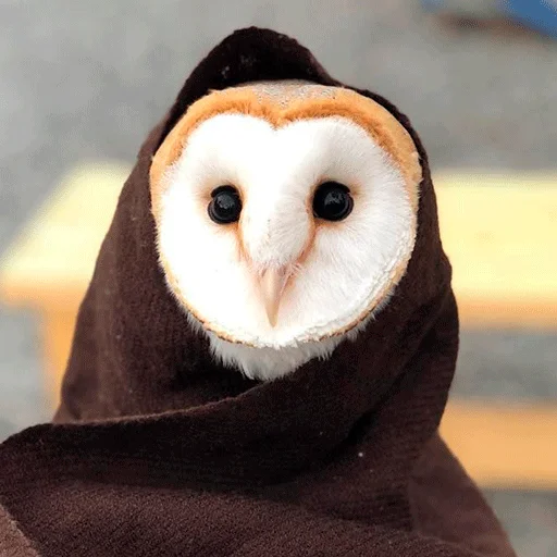 Sticker nonsense_owl - 1