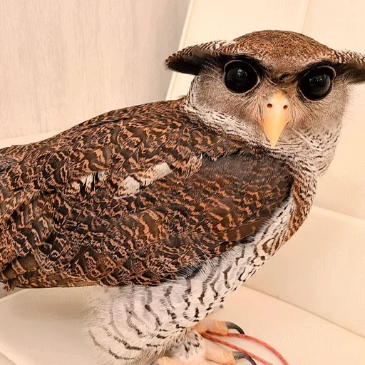 Sticker nonsense_owl - 1