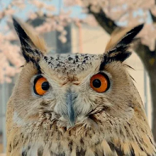 Стикер 0v0 - 0