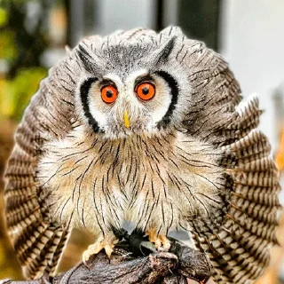 Стикер 0v0 - 8