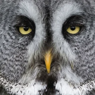 Стикер 0v0 - 1