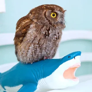 Стикер 0v0 - 5