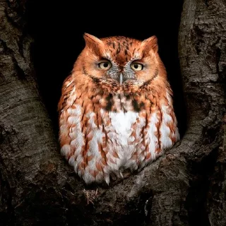 Стикер 0v0 - 7