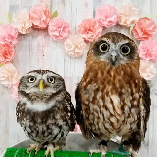 Стикер 0v0 - 6