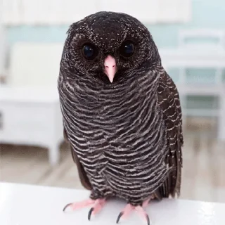 Стикер 0v0 - 4