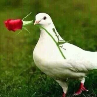 Sticker 💘 : @ucucc % @aaraa . - 3