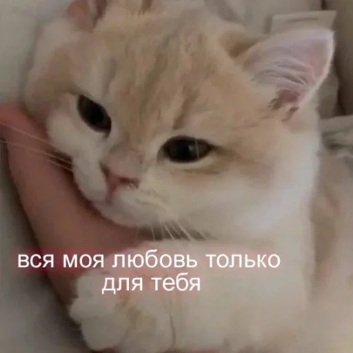 Стикер noonacats - 1