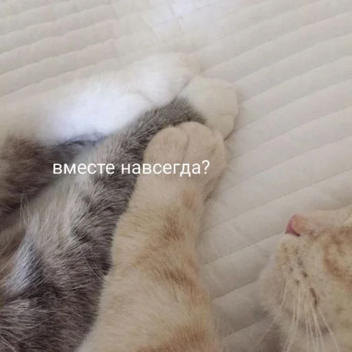 Sticker noonacats - 1