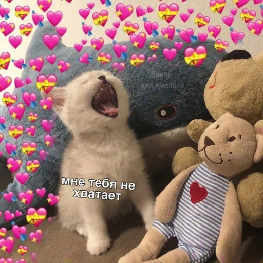 Sticker noonacats - 1