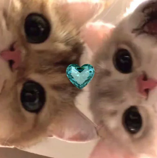 Sticker noonacats - 1