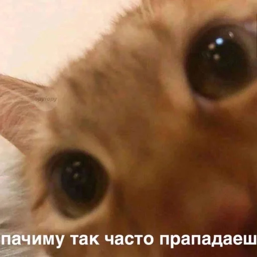 Sticker noonacats - 1