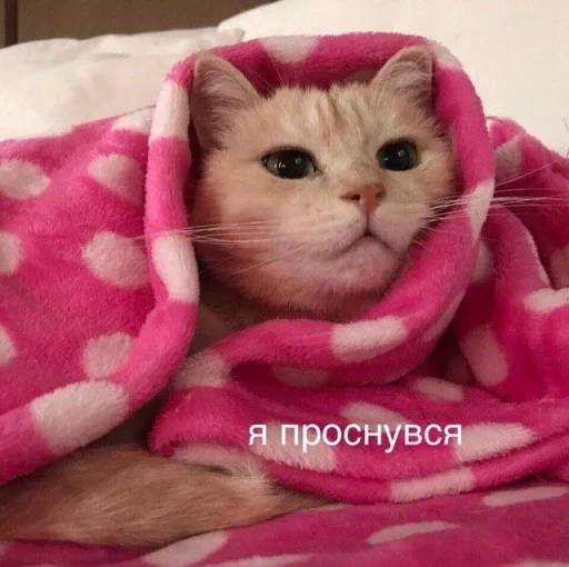 Стикер noonacats - 1