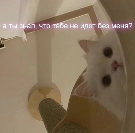 Sticker noonacats - 1