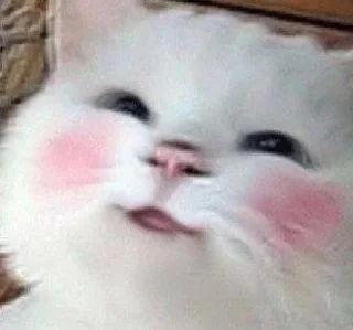 Sticker /ᐠ - ˕ -マ  @noona_stickers - 7