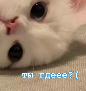 Sticker /ᐠ - ˕ -マ  @noona_stickers - 8