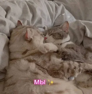 Sticker /ᐠ - ˕ -マ  @noona_stickers - 4