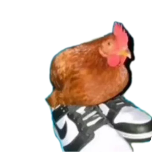 Sticker norm2394 - 1