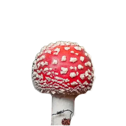 Sticker norm2394 - 1