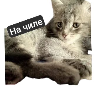 Sticker (•-•) норм - 10