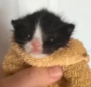 Sticker Нормис - 2