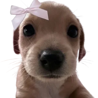 Sticker doggies by @normtips - 6